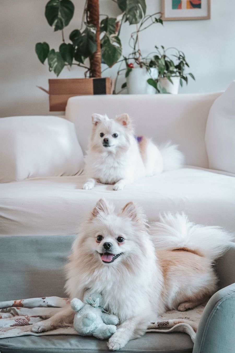 Pet photography, Lovely moments with your pets