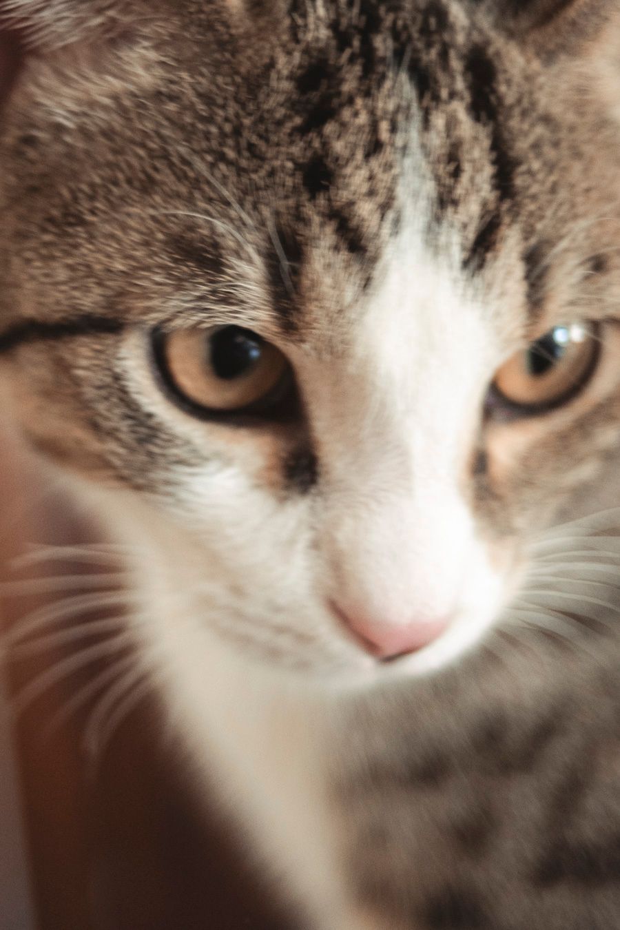 Pet photography, Lovely moments with your pets