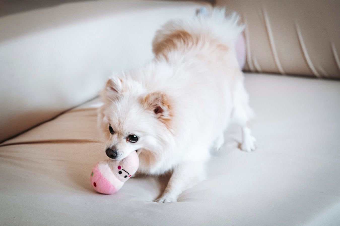 Pet photography, Lovely moments with your pets