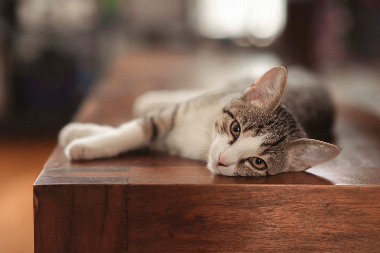 Pet photography, Lovely moments with your pets