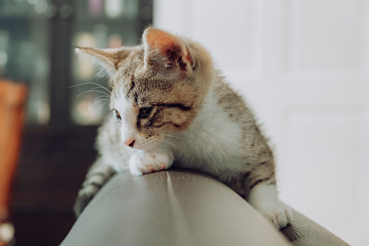 Pet photography, Lovely moments with your pets