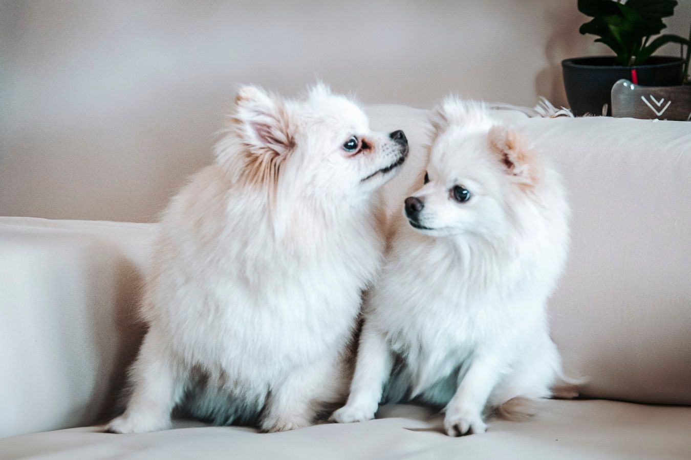 Pet photography, Lovely moments with your pets