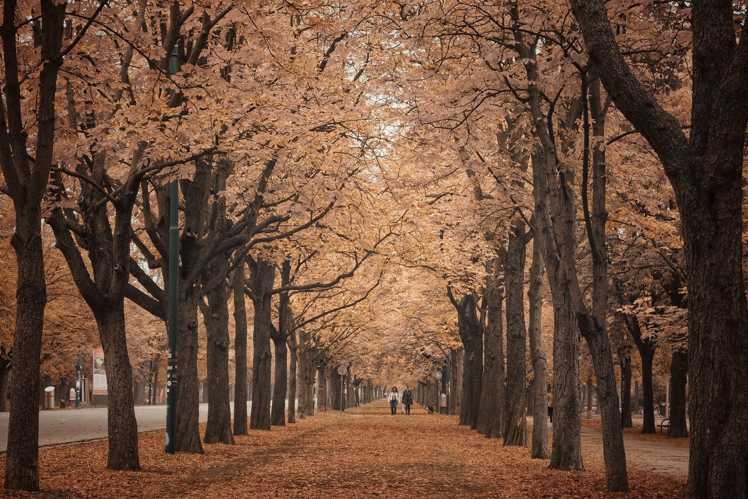 Vienna Prater in autumn with yellow leaves, Vienna, Austria, 비엔나 스냅 촬영, 여행사진, 비엔나 스냅, 오스트리아 여행