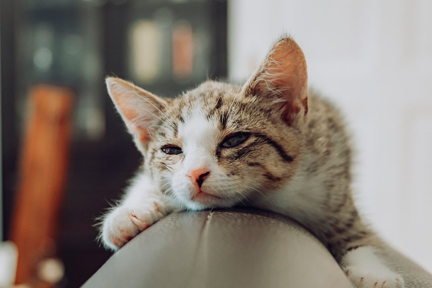 Pet photography, Lovely moments with your pets