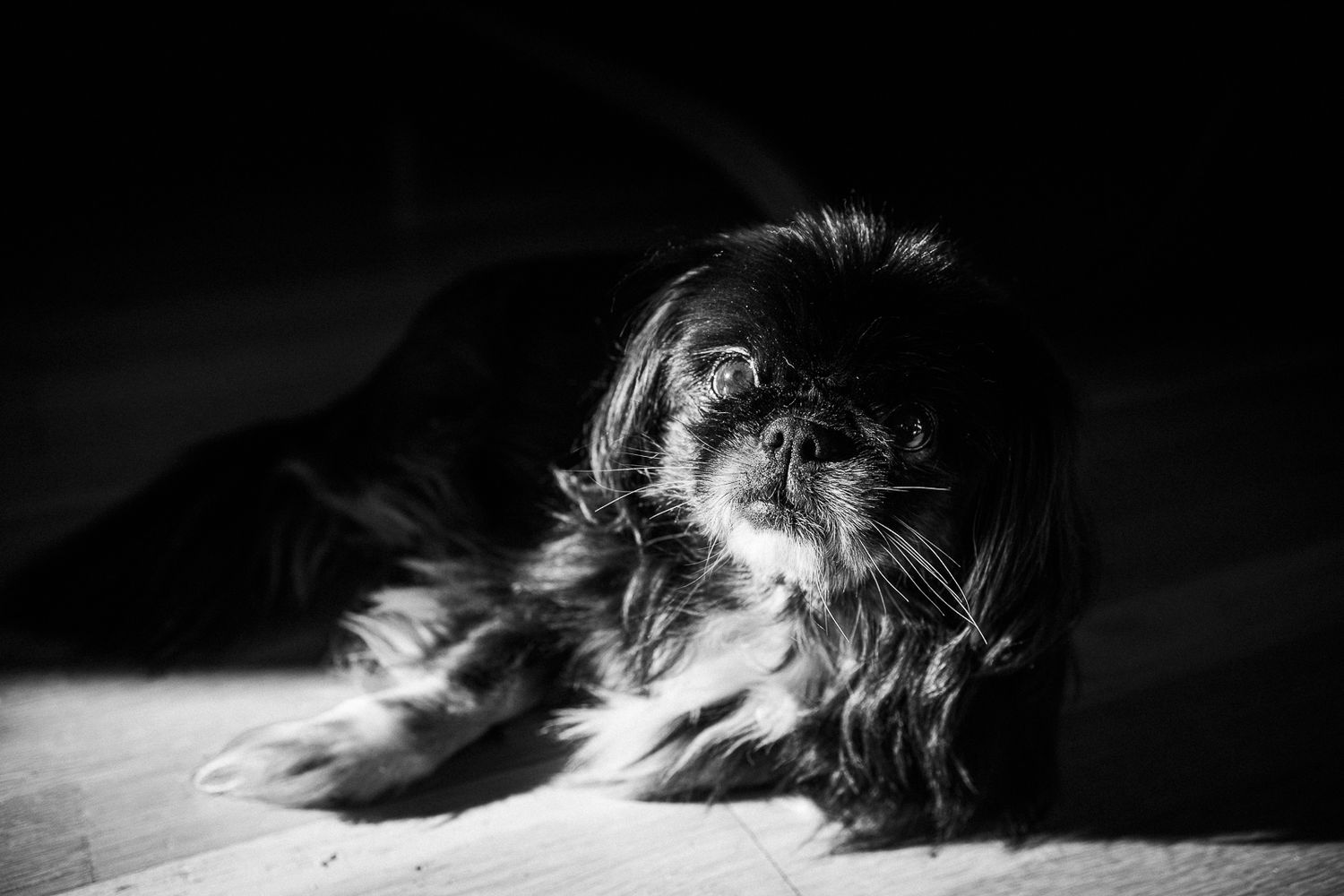 Pet photography, Lovely moments with your pets