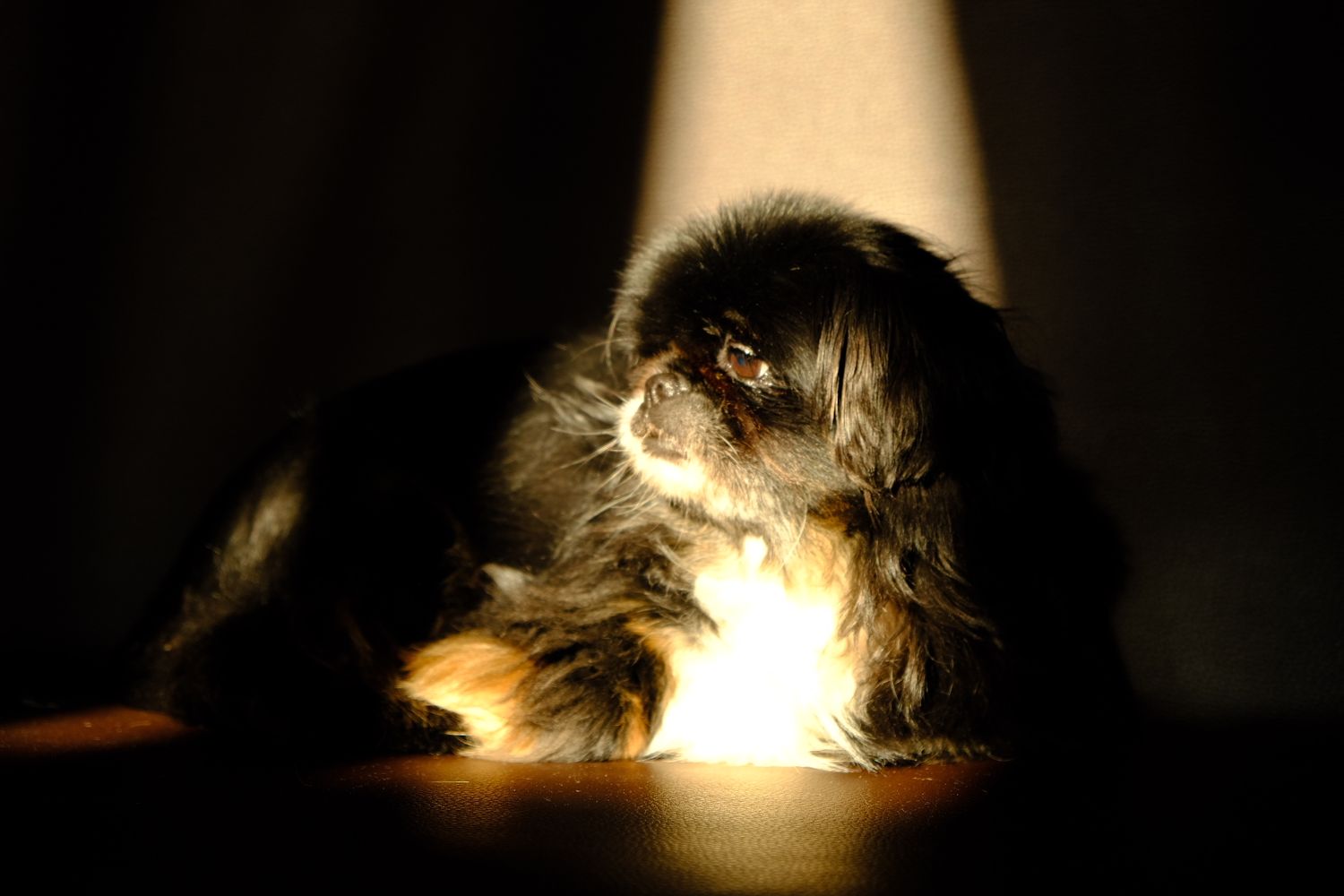 Pet photography, Lovely moments with your pets