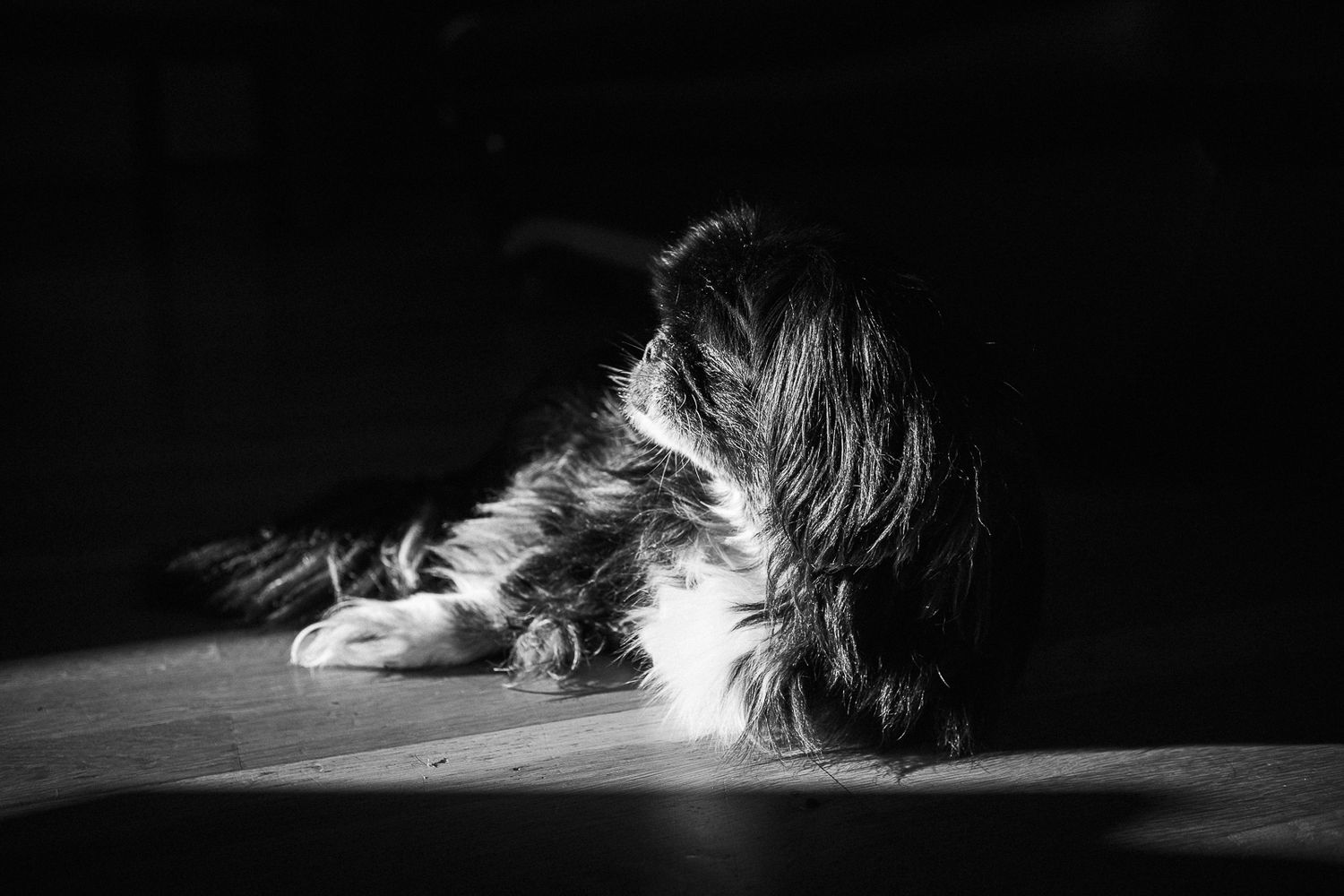 Pet photography, Lovely moments with your pets