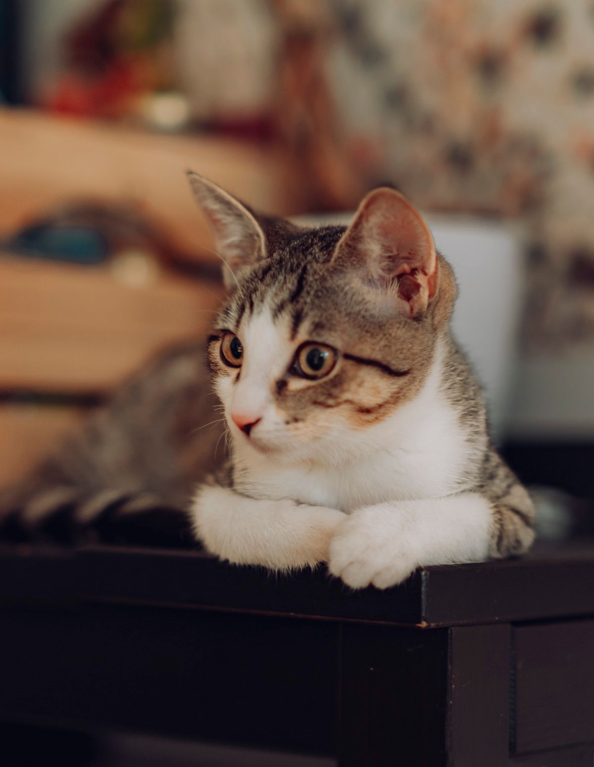 Pet photography, Lovely moments with your pets