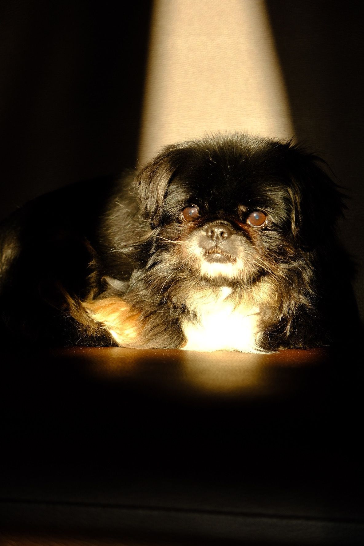 Pet photography, Lovely moments with your pets