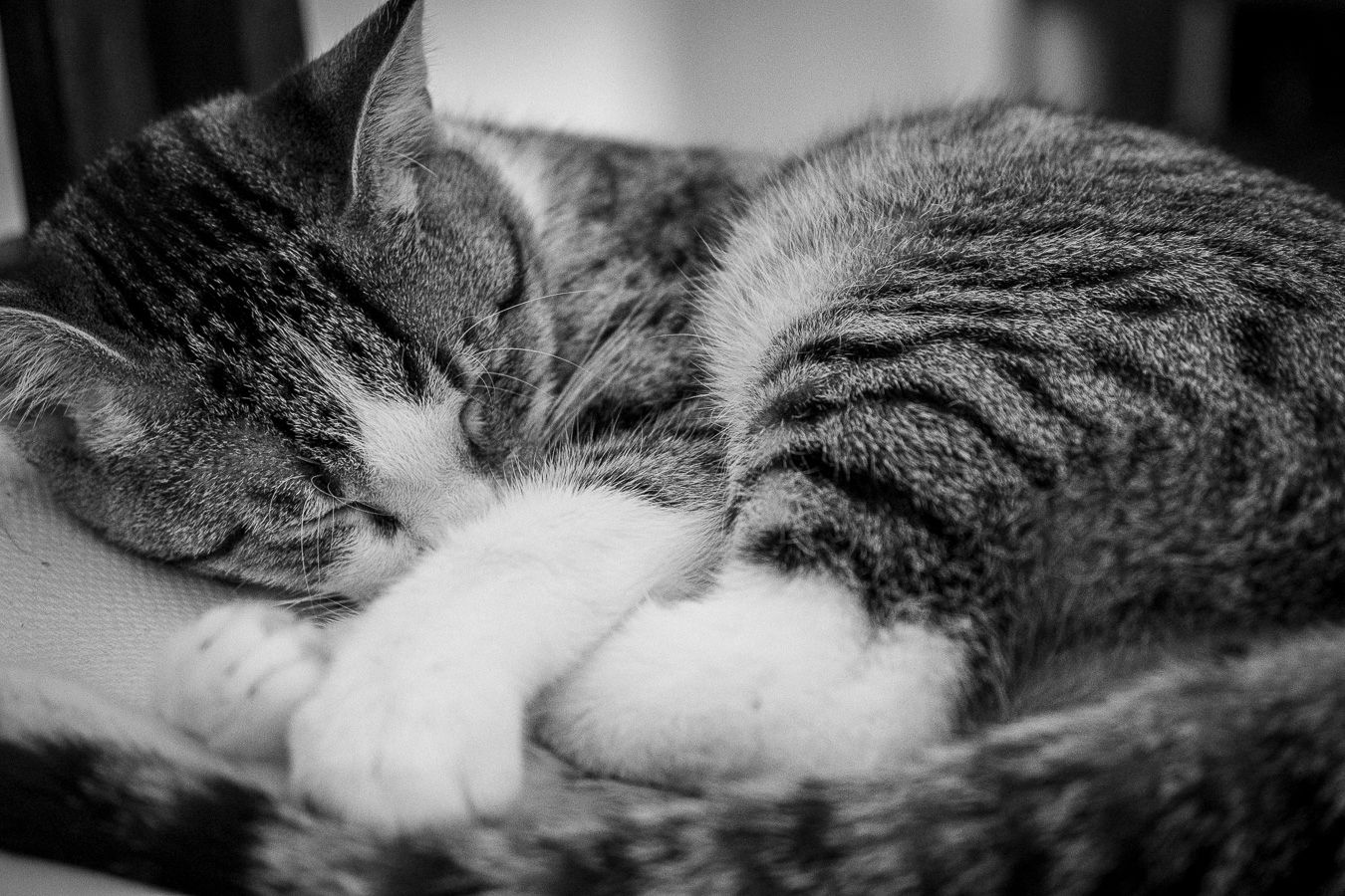 Pet photography, Lovely moments with your pets