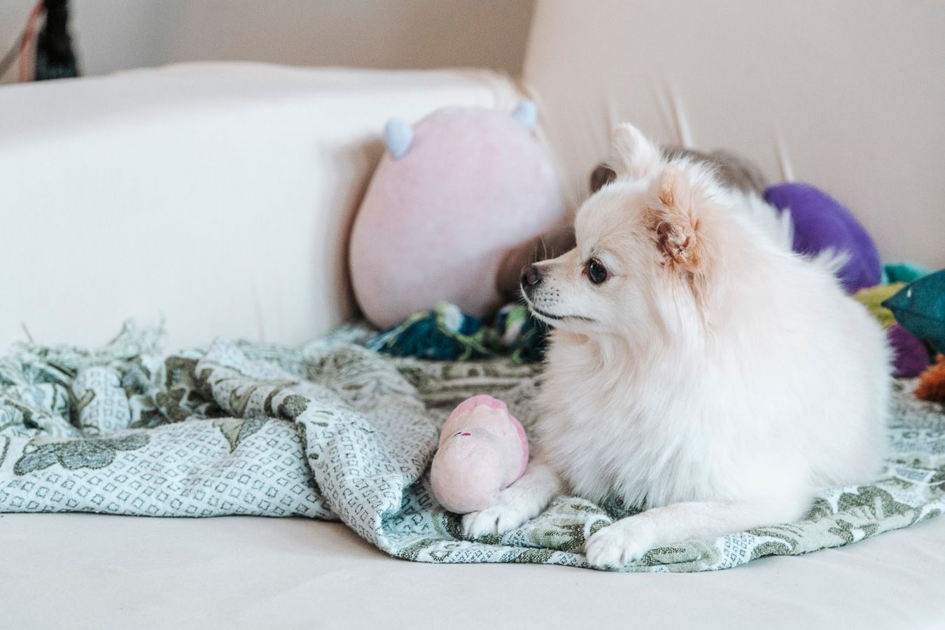 Pet photography, Lovely moments with your pets