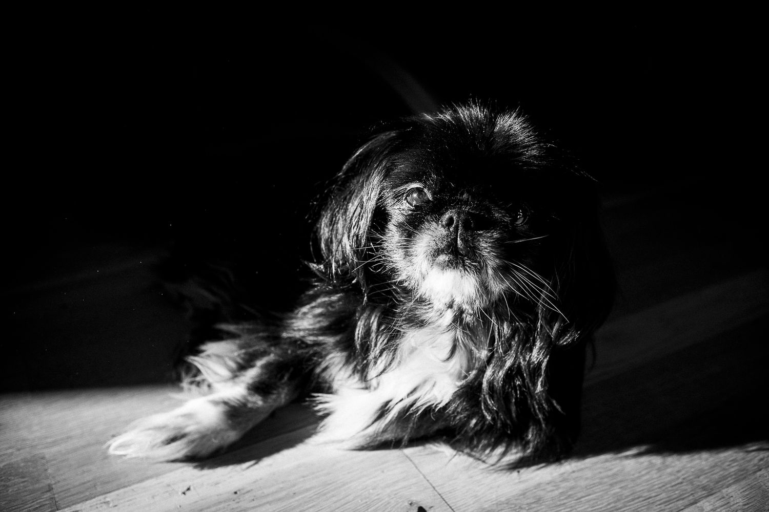 Pet photography, Lovely moments with your pets
