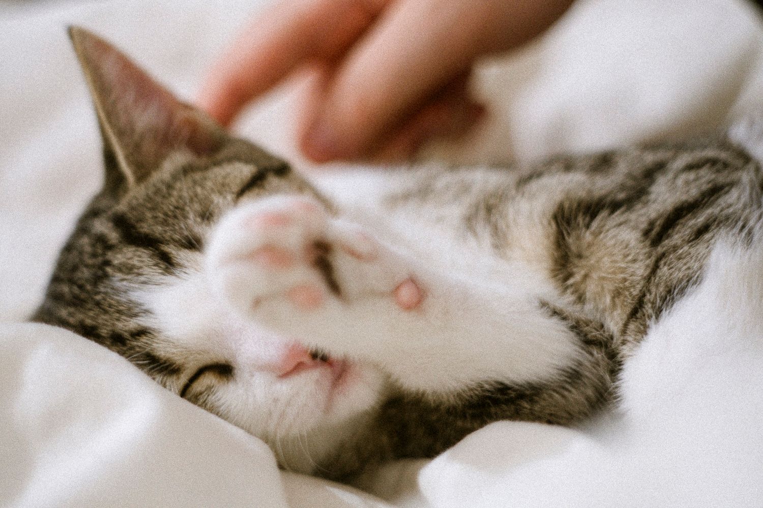 Pet photography, Lovely moments with your pets