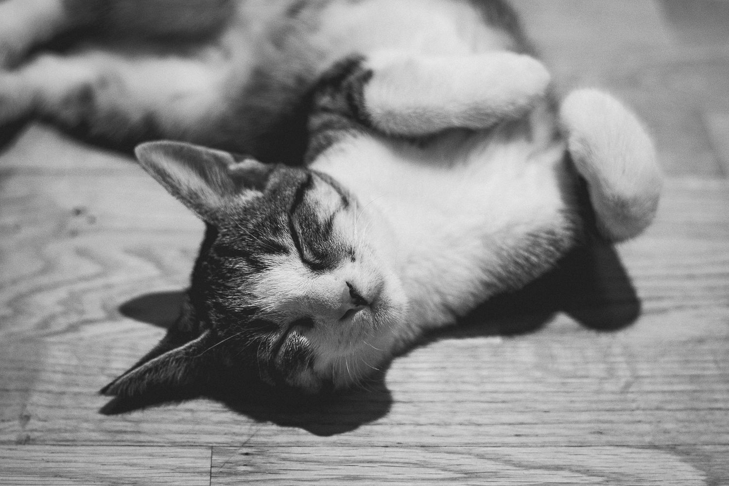 Pet photography, Lovely moments with your pets