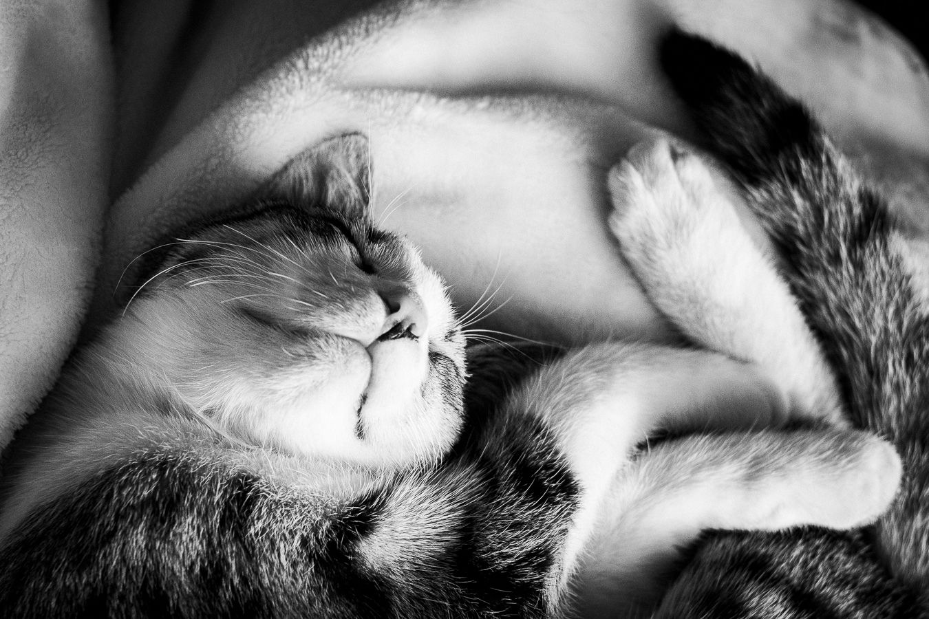 Pet photography, Lovely moments with your pets