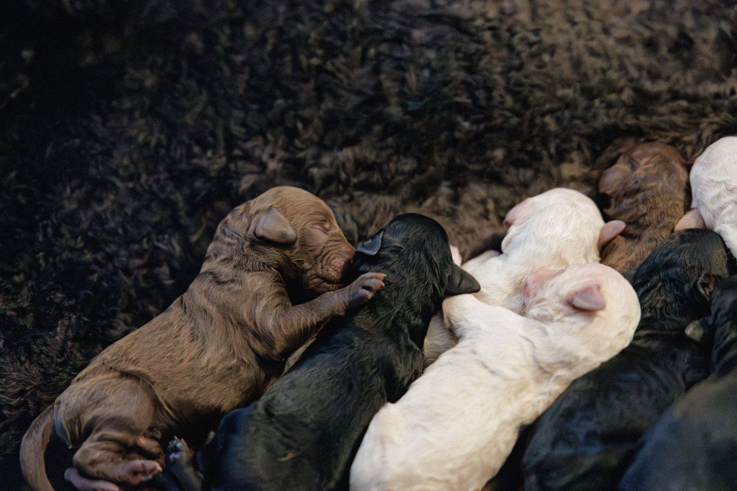 Luna's Puppies