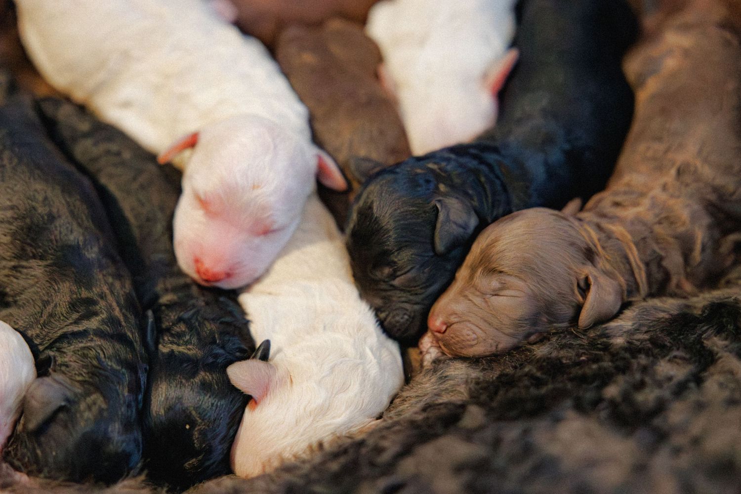 Luna's Puppies