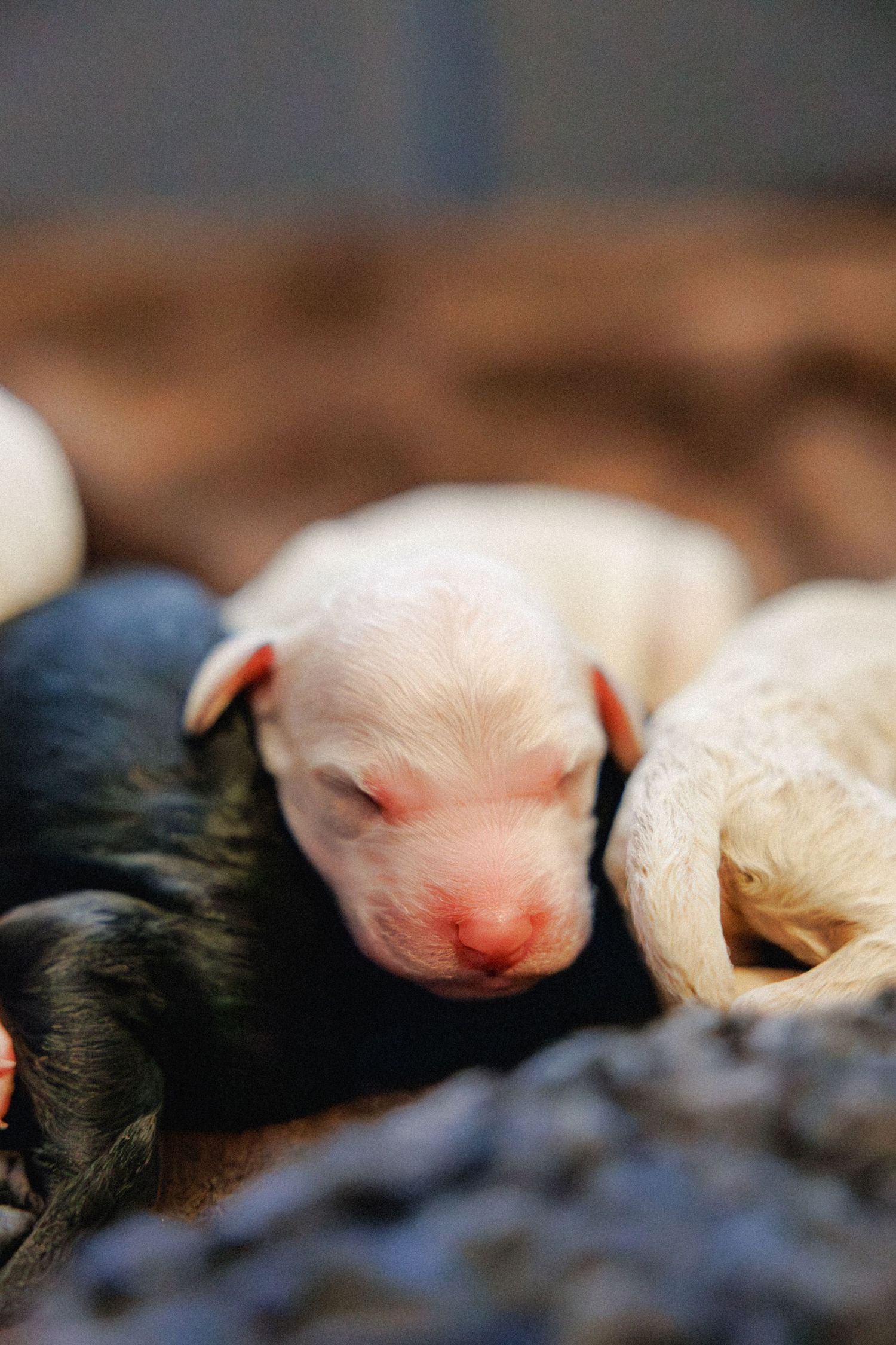 Luna's Puppies