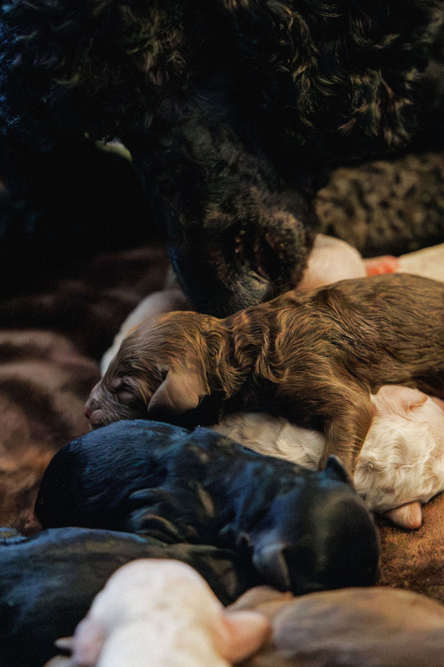 Luna's Puppies