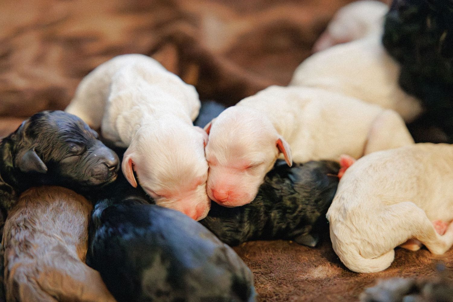 Luna's Puppies