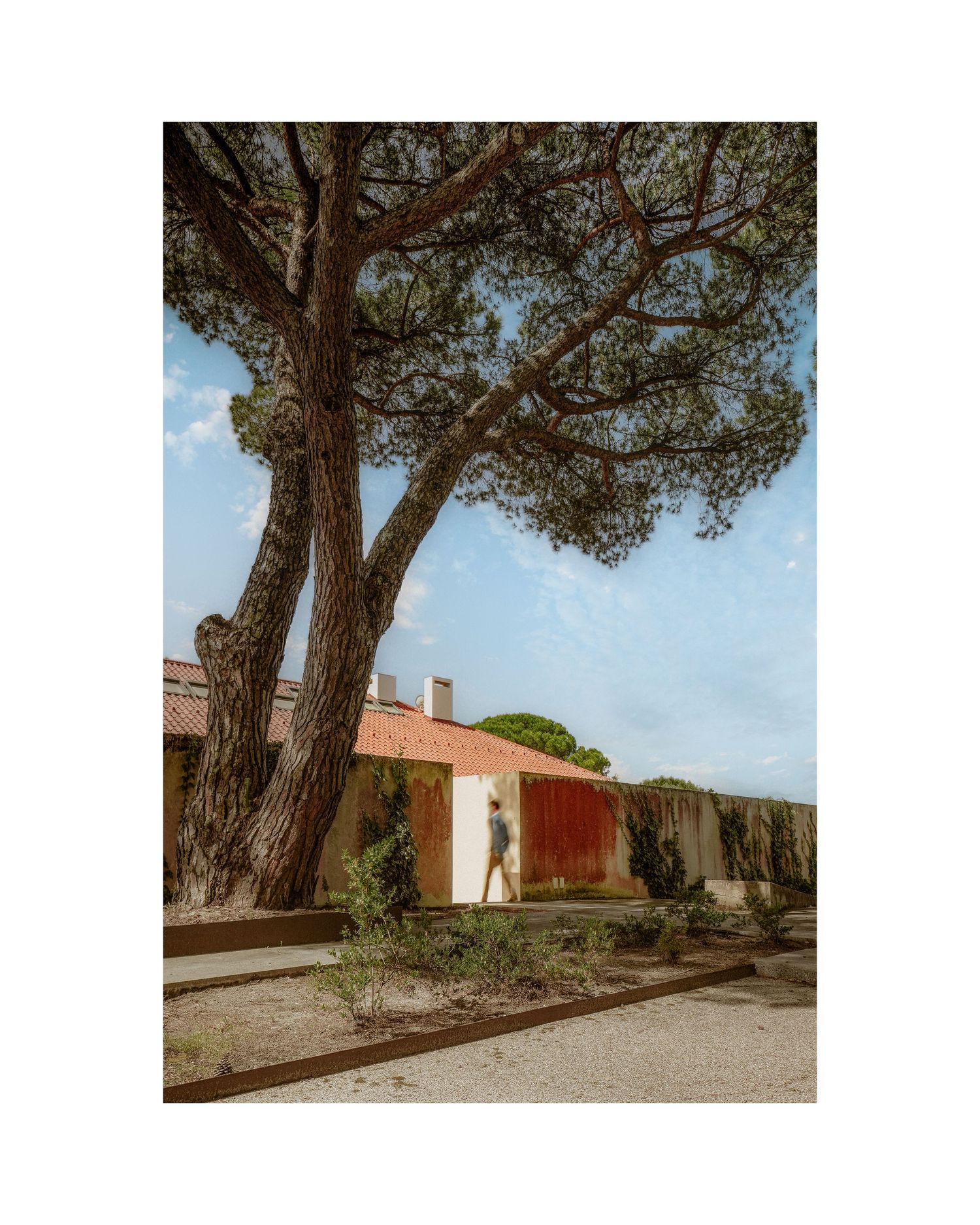 Mediterranean villa exterior with rustic terracotta walls and pine trees against a blue sky.