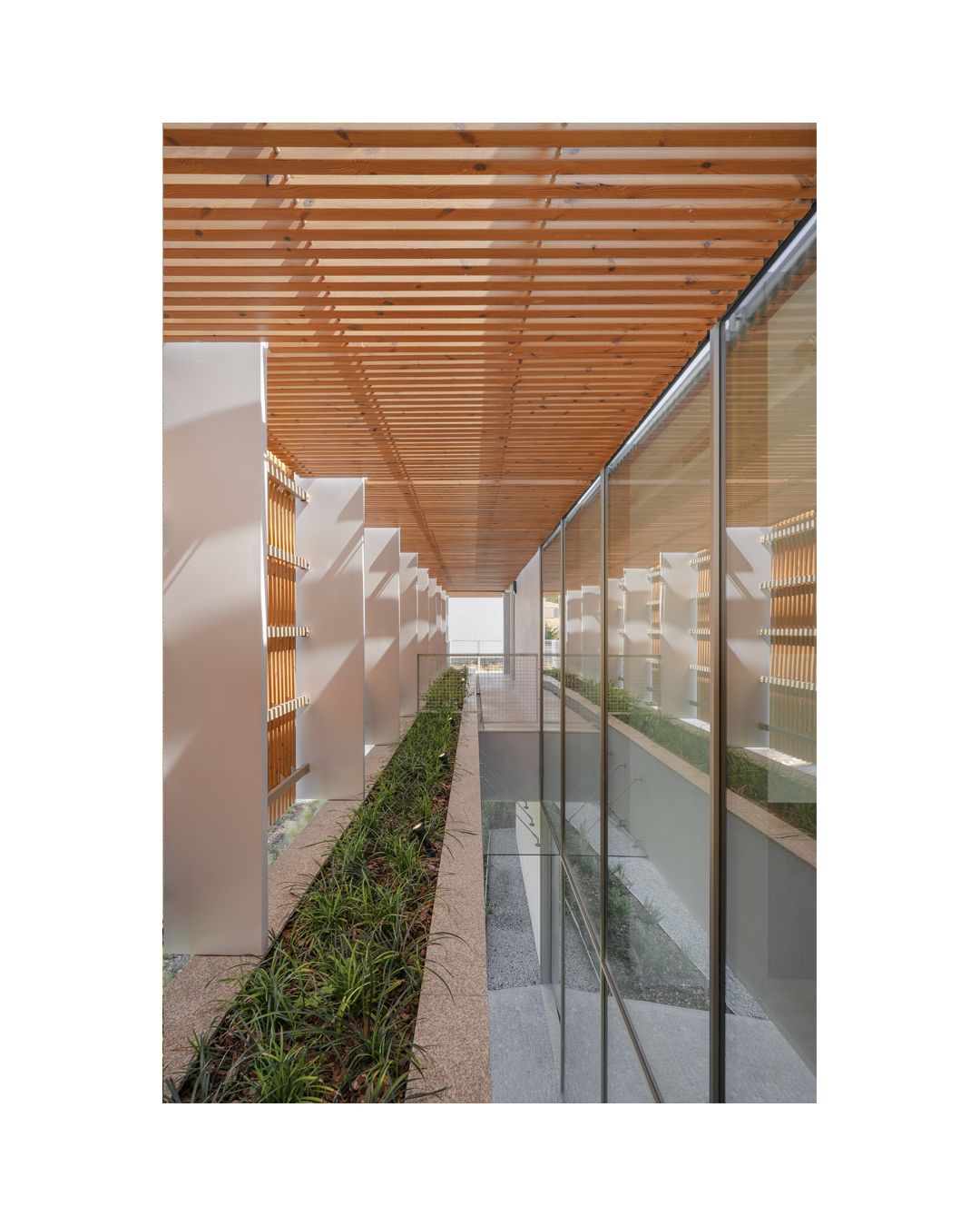 Modern corridor with wooden slatted ceiling, glass walls and integrated greenery.