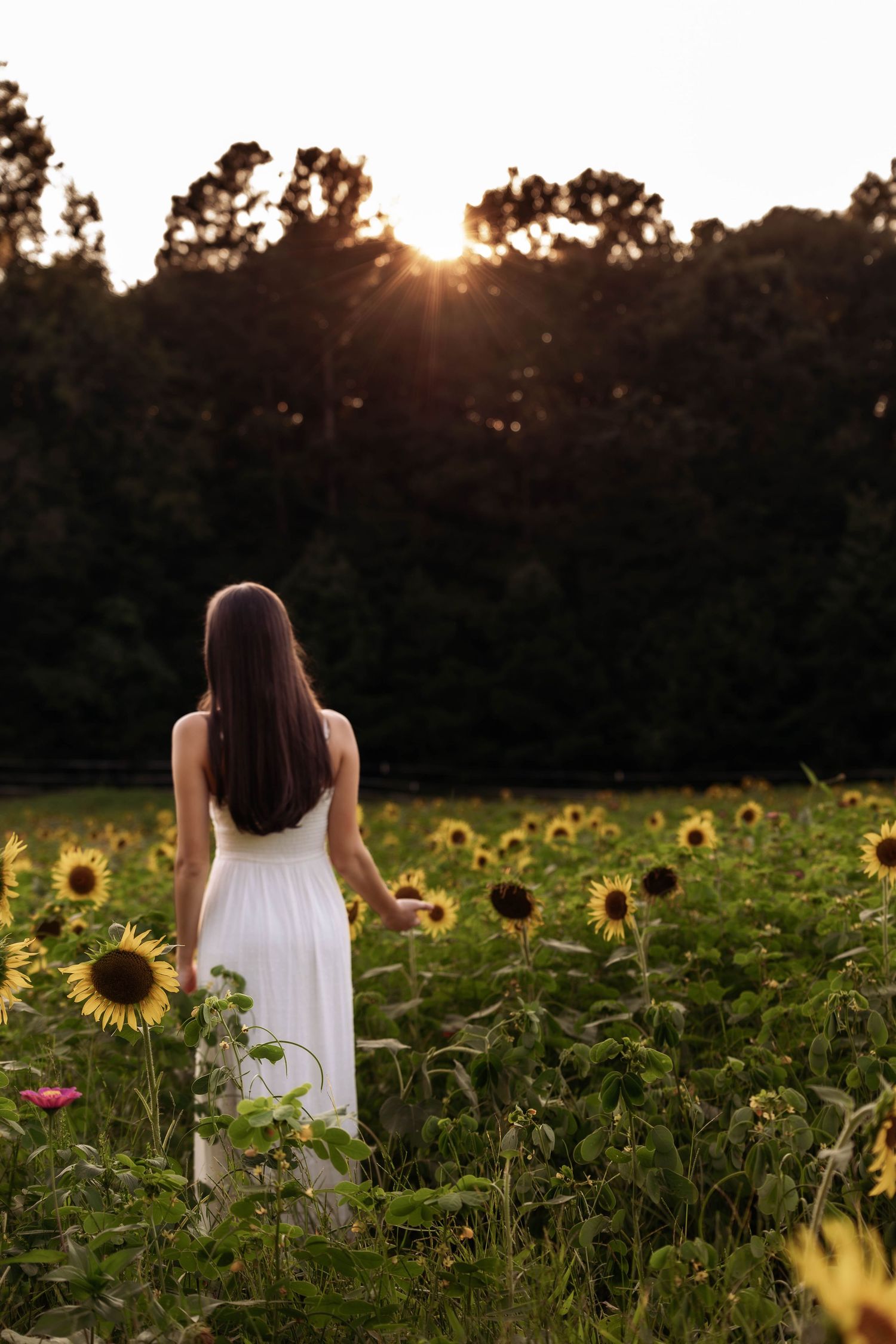 Woman in white dress walking through sunflower field at golden hour.
