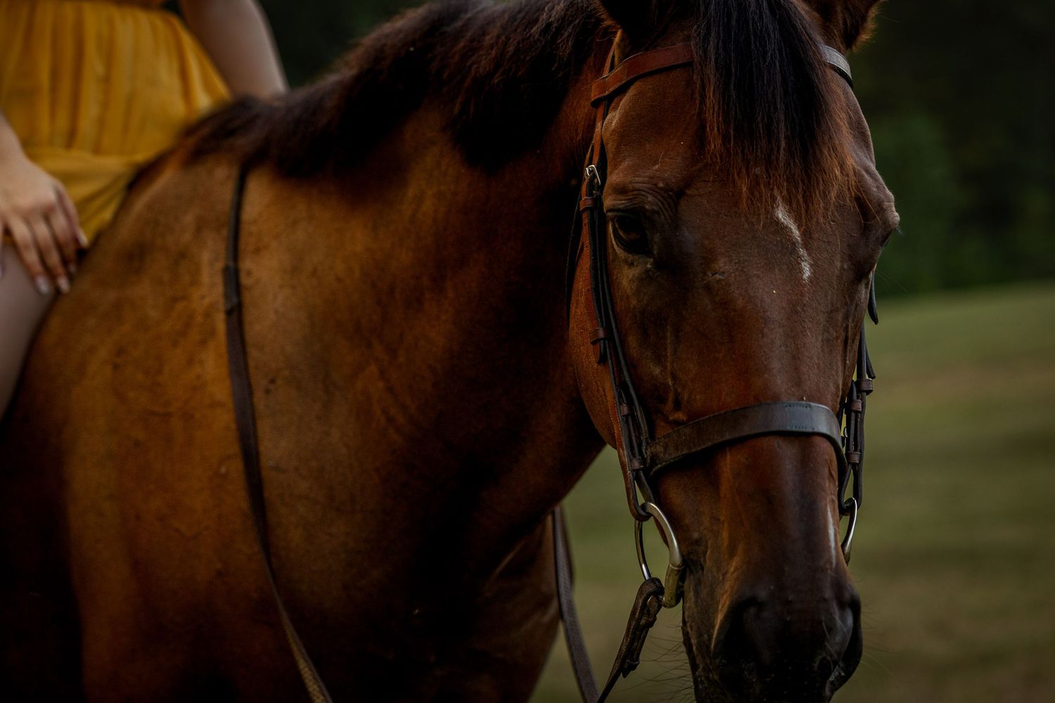 A chestnut horse wearing a bridle stands calmly outdoors, with a rider in a yellow dress partially visible.