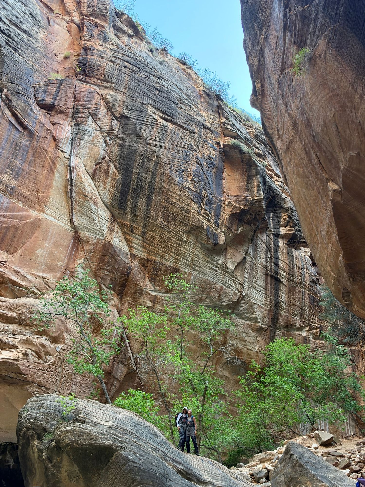 Hiker dwarfed by towering red sandstone canyon walls with lush green trees at Zion National Park.