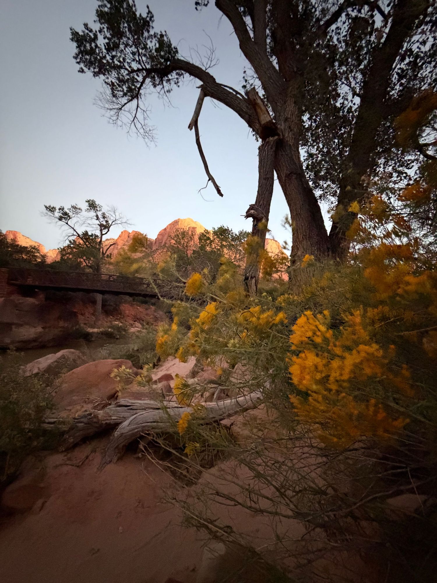 Yellow wildflowers bloom among red sandstone rocks beneath a large tree in a desert canyon landscape at dusk.