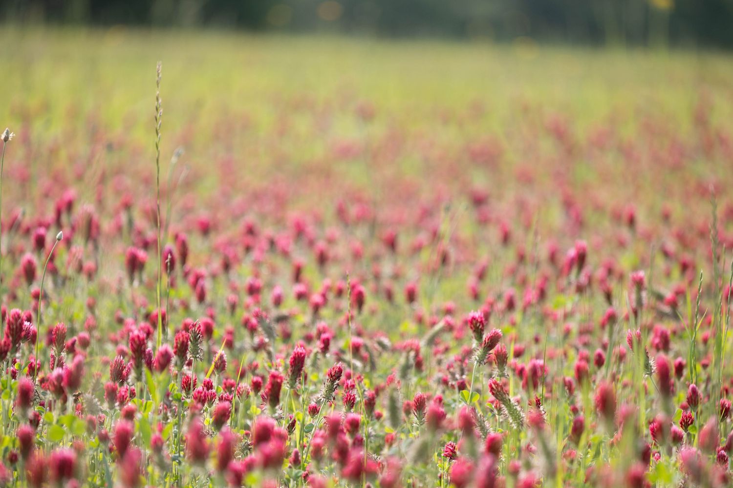 A vibrant field of pink clover flowers stretches into the distance under soft natural lighting.