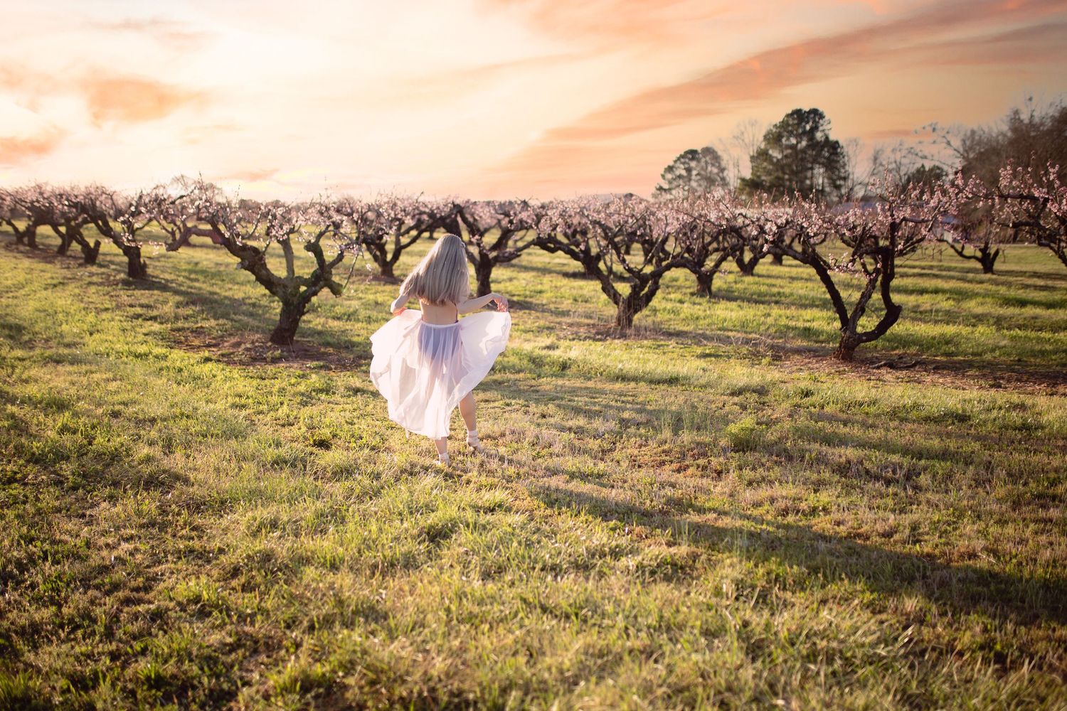 A white dress flows in the breeze among blooming almond trees at sunset in a pastoral orchard setting.