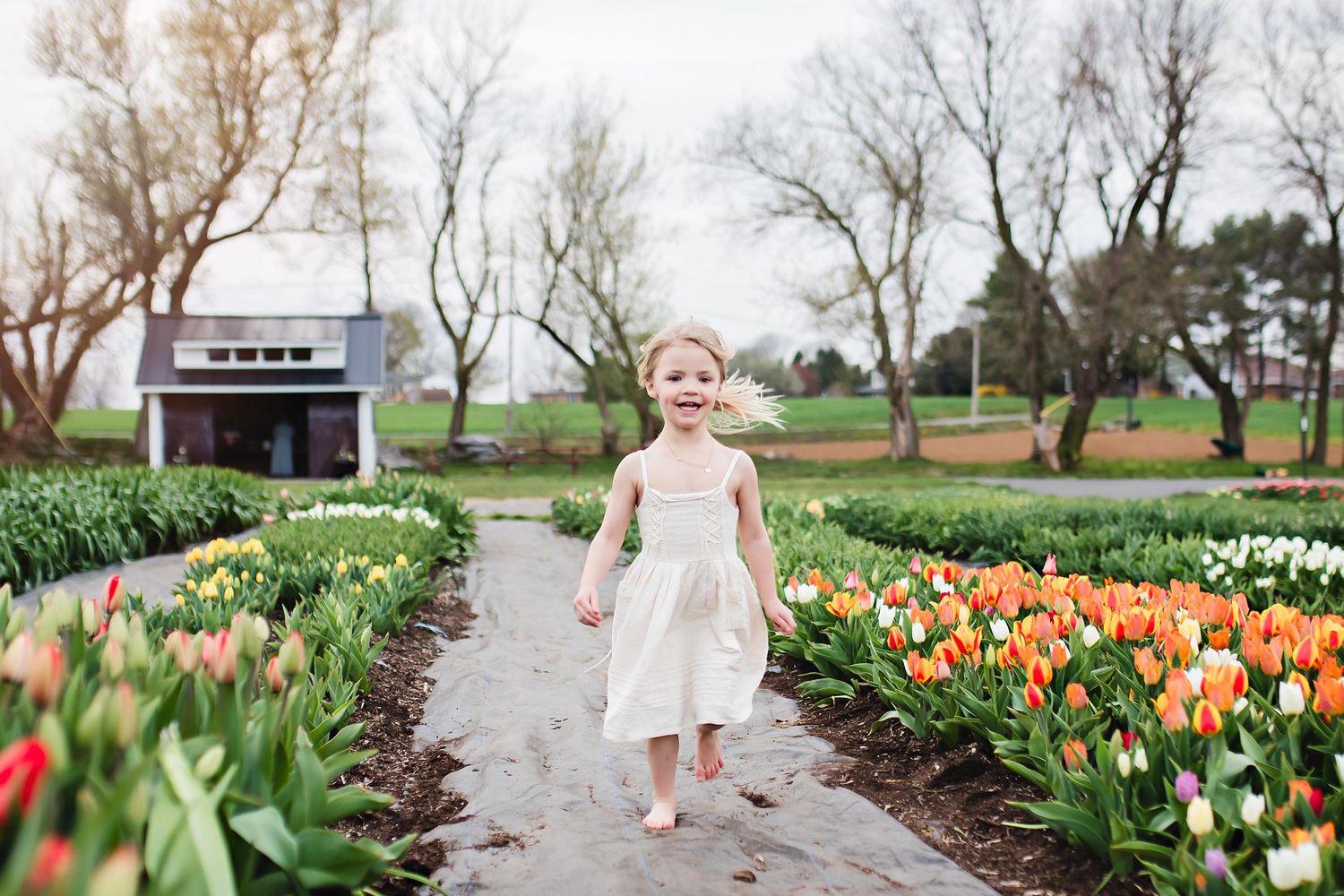 Child in white dress running through garden path lined with blooming spring tulips and daffodils.