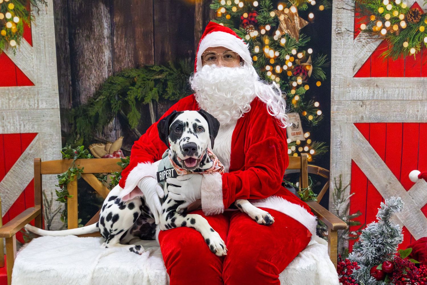 A husky dog poses with someone in a festive Christmas setting with red and gold decorations and lights.