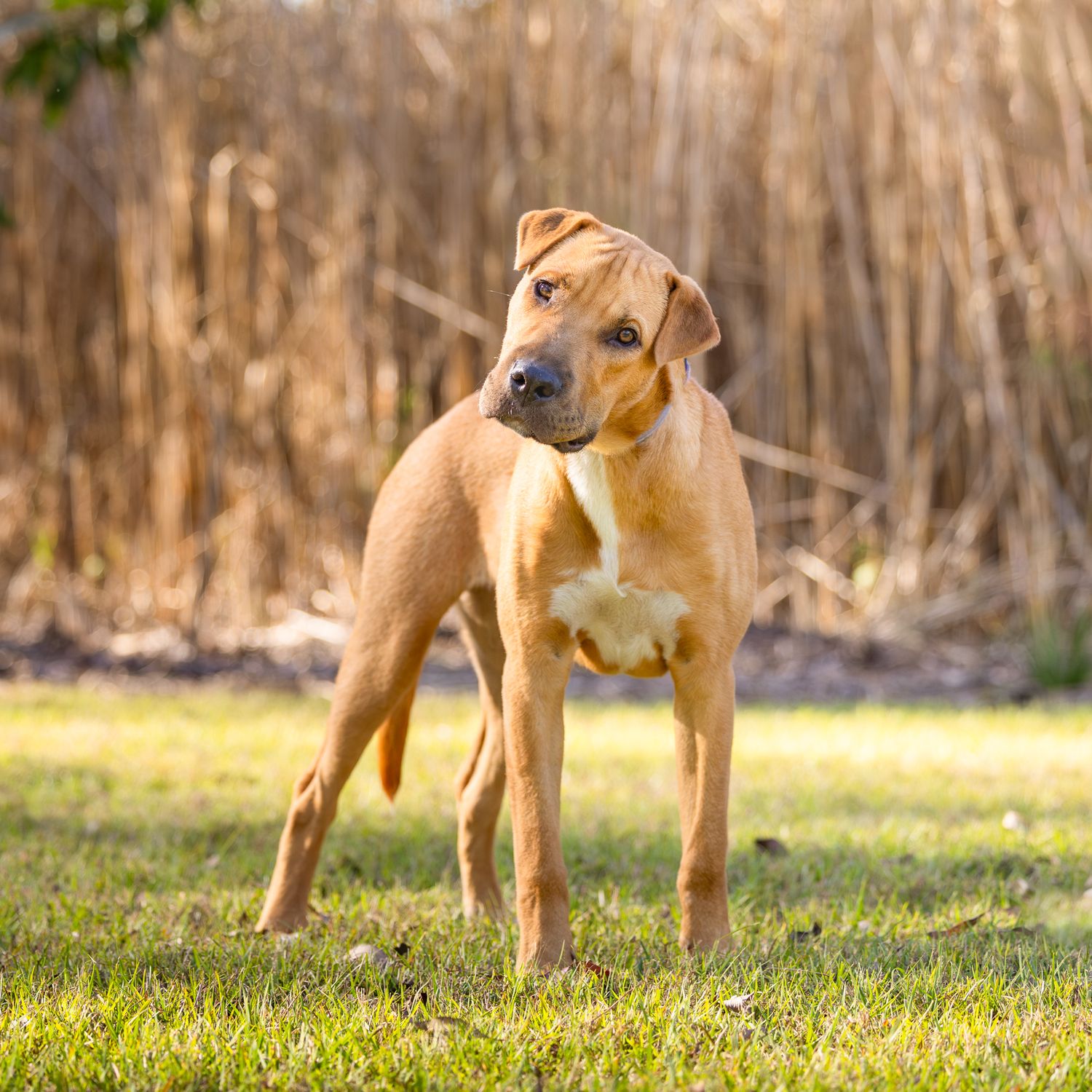 Golden brown dog standing alertly in grassy field with autumn foliage in background.