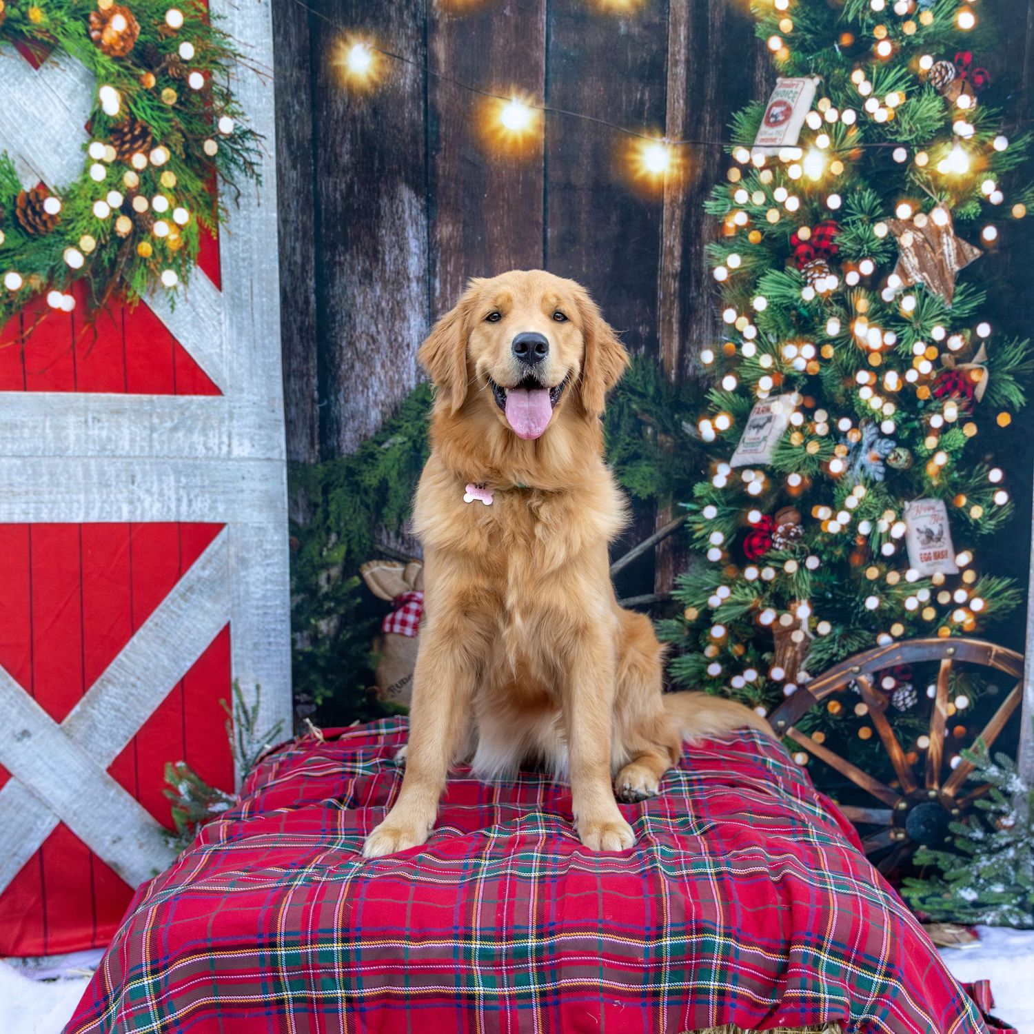 Golden retriever puppy grows bigger in progressive photos with Christmas trees and plaid blankets in festive holiday setting.