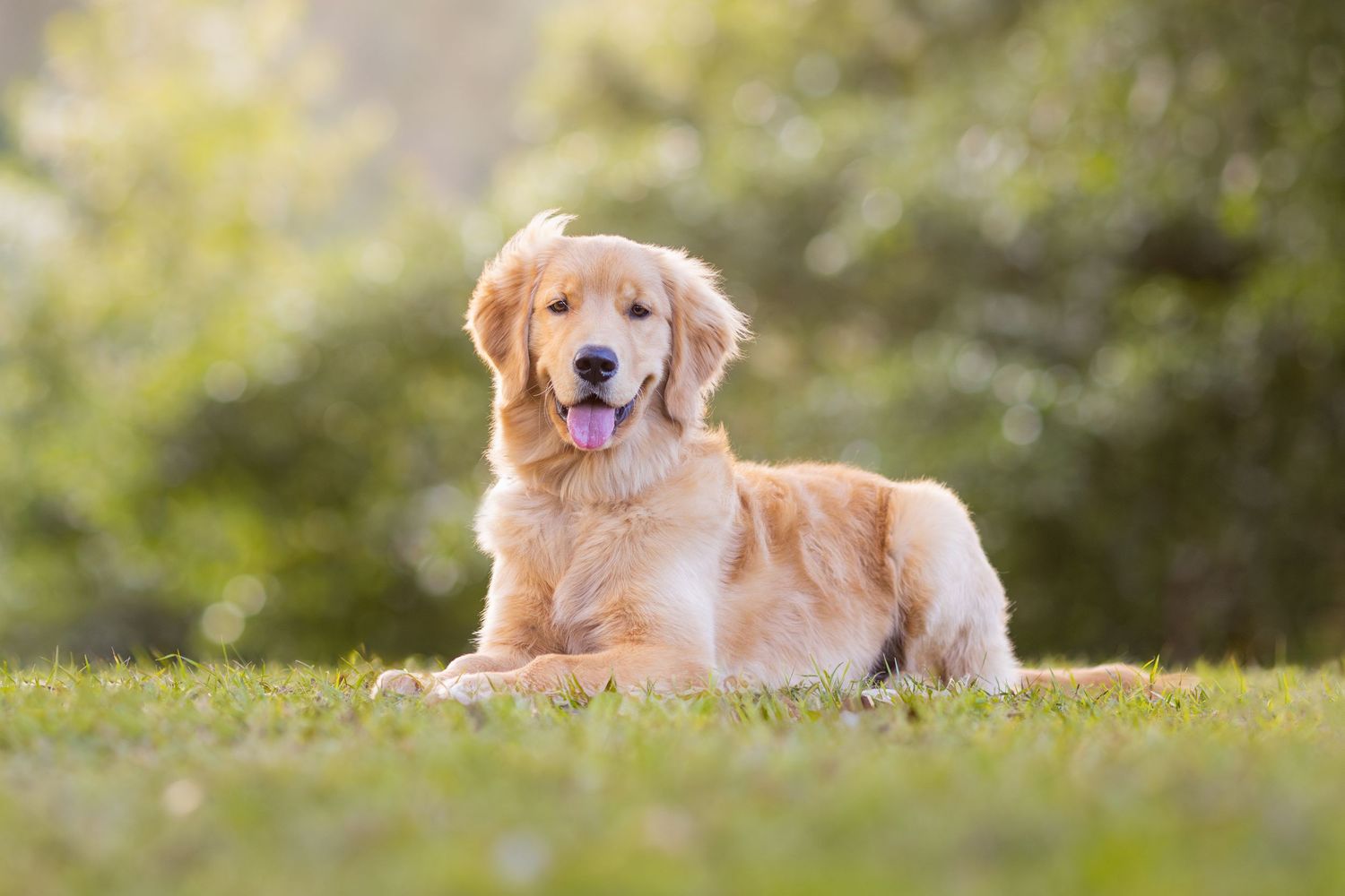 A happy Golden Retriever dog lying in green grass with a blurred natural background on a sunny day.
