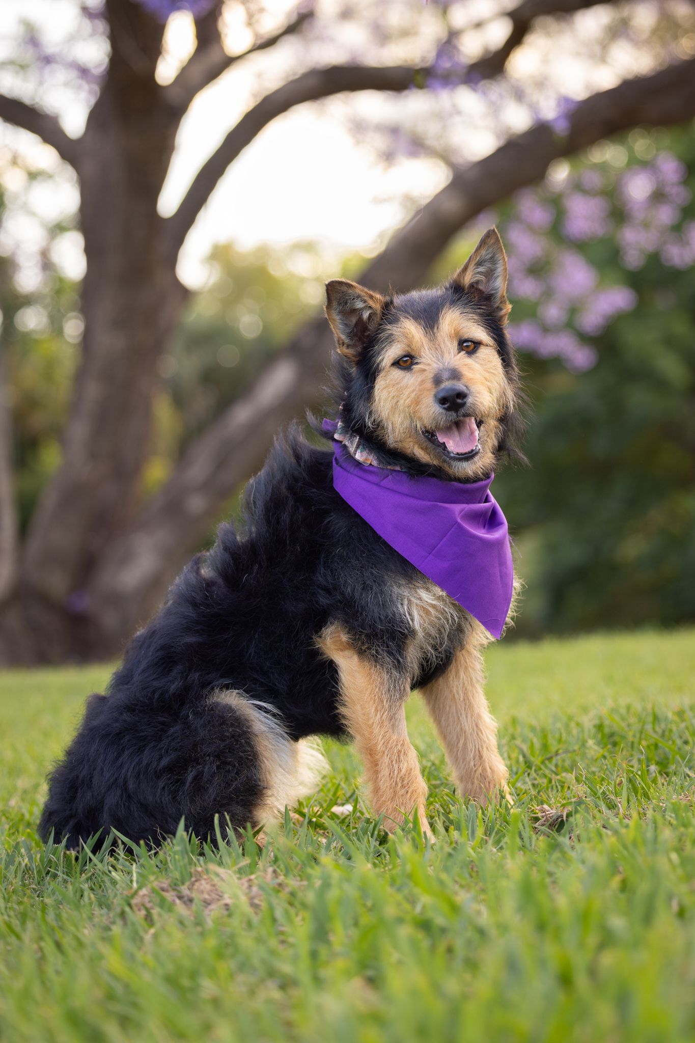 Small scruffy dog wearing purple bandana playing on grass with flowering trees in background.
