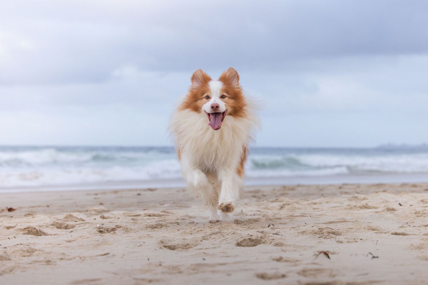 A fluffy Pomeranian dog runs joyfully along a sandy beach with waves crashing in the background.