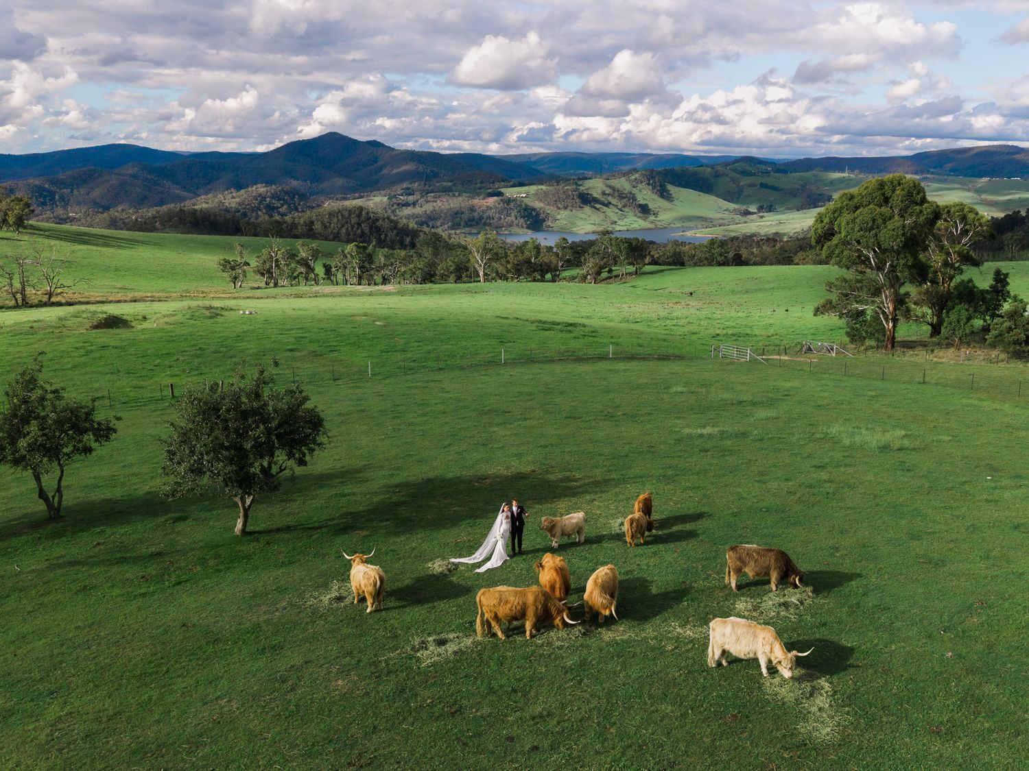 Aerial view of a bride and groom standing among grazing cattle on a green farm with Blue Mountains in wedding venue Seclusions.