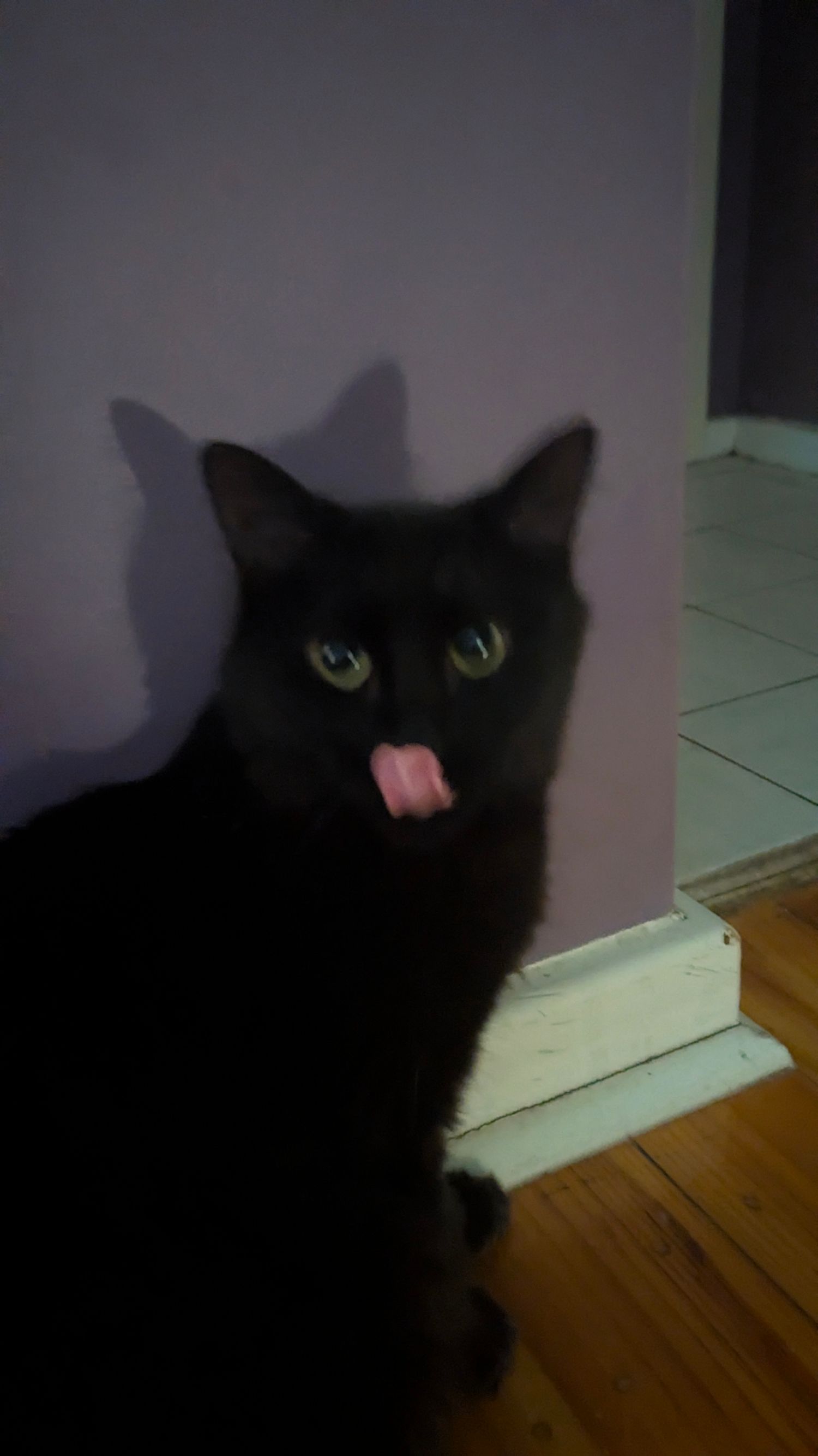 Black Cat