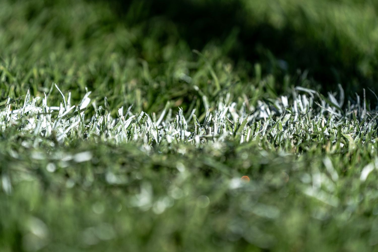 Macro close-up of white painted line on green soccer field grass in sunlight.