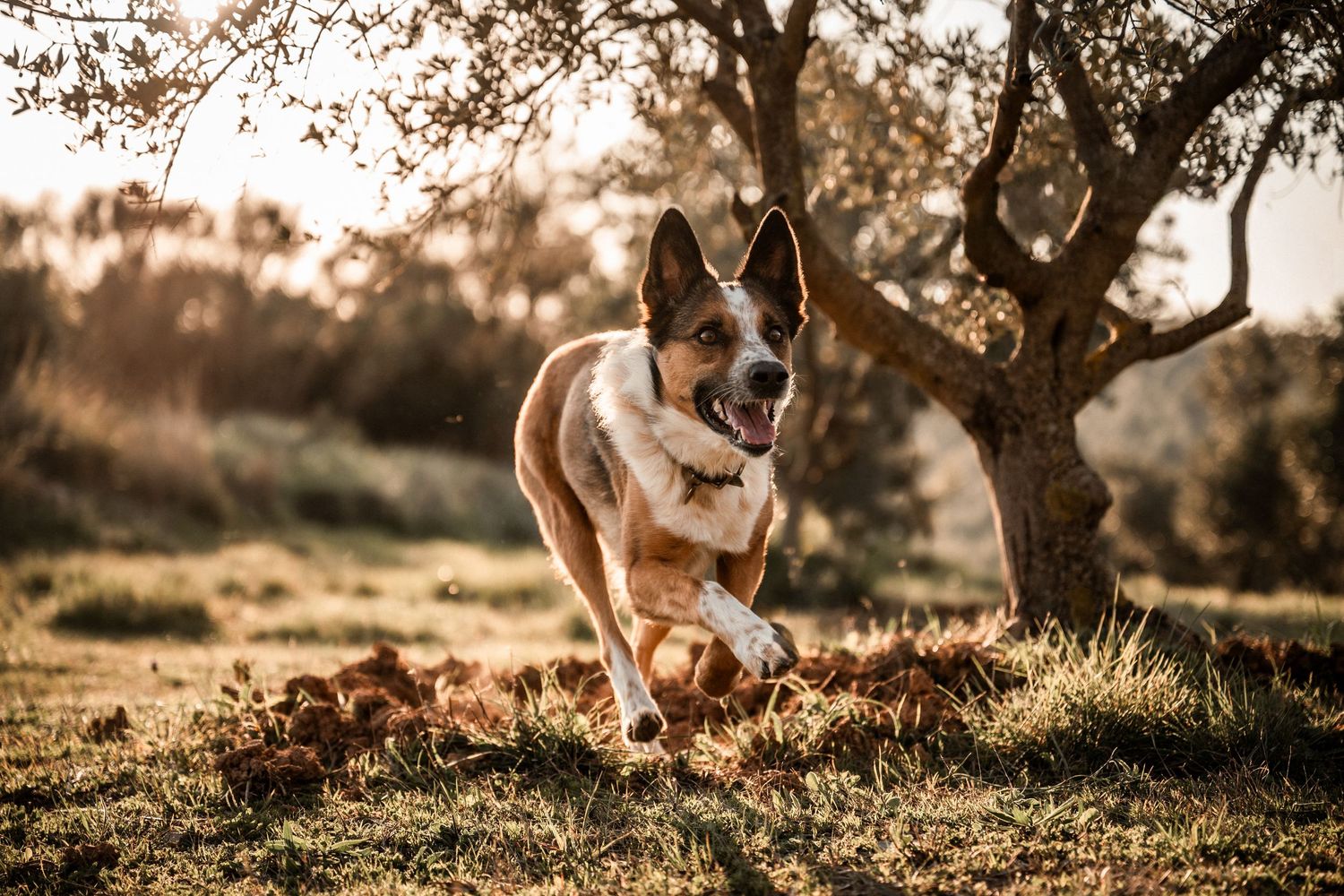 Energetic mixed-breed dog running through autumn leaves in golden sunlit outdoor setting.