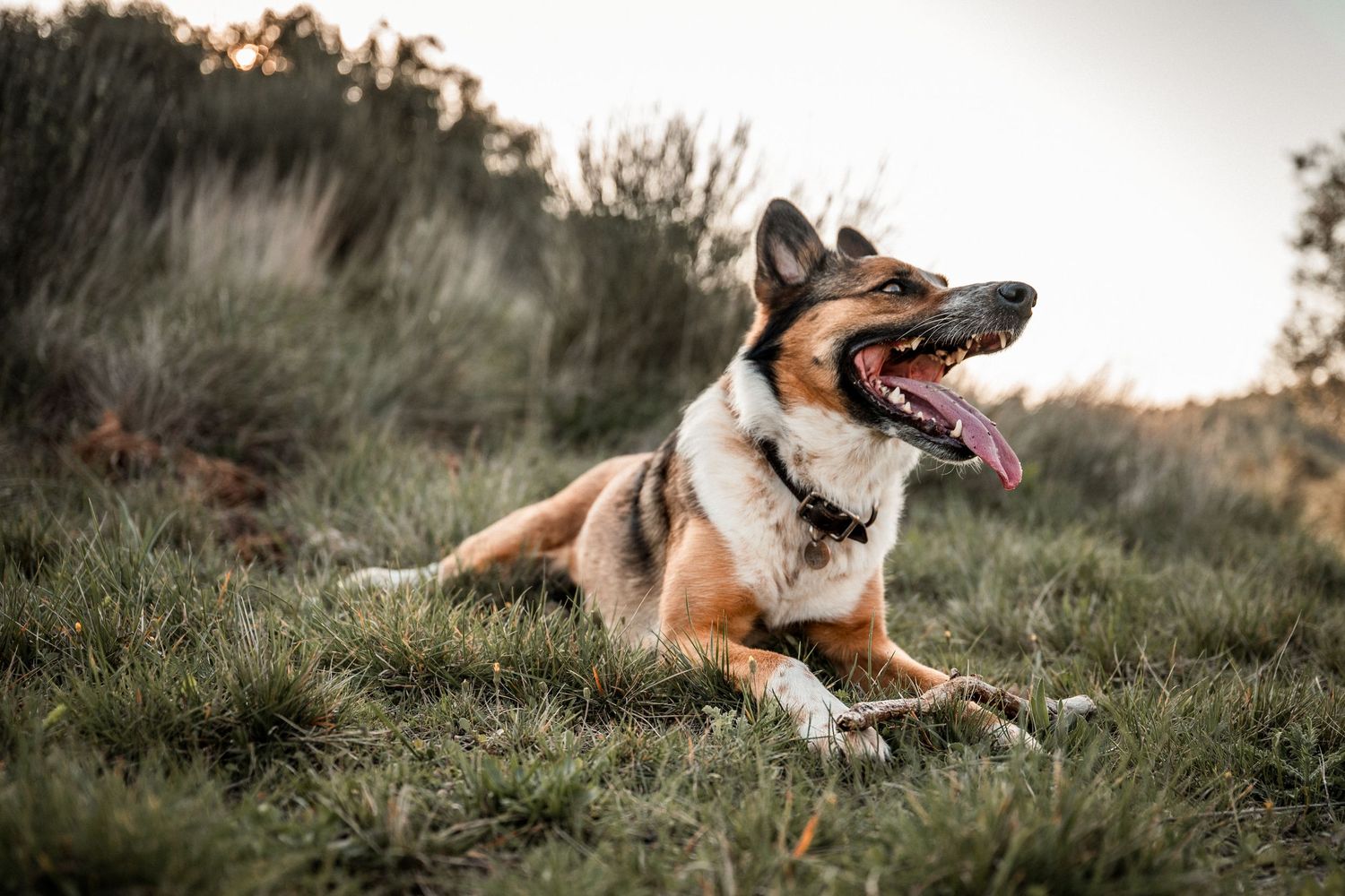 Happy German Shepherd dog lying on grass with tongue out at golden sunset.