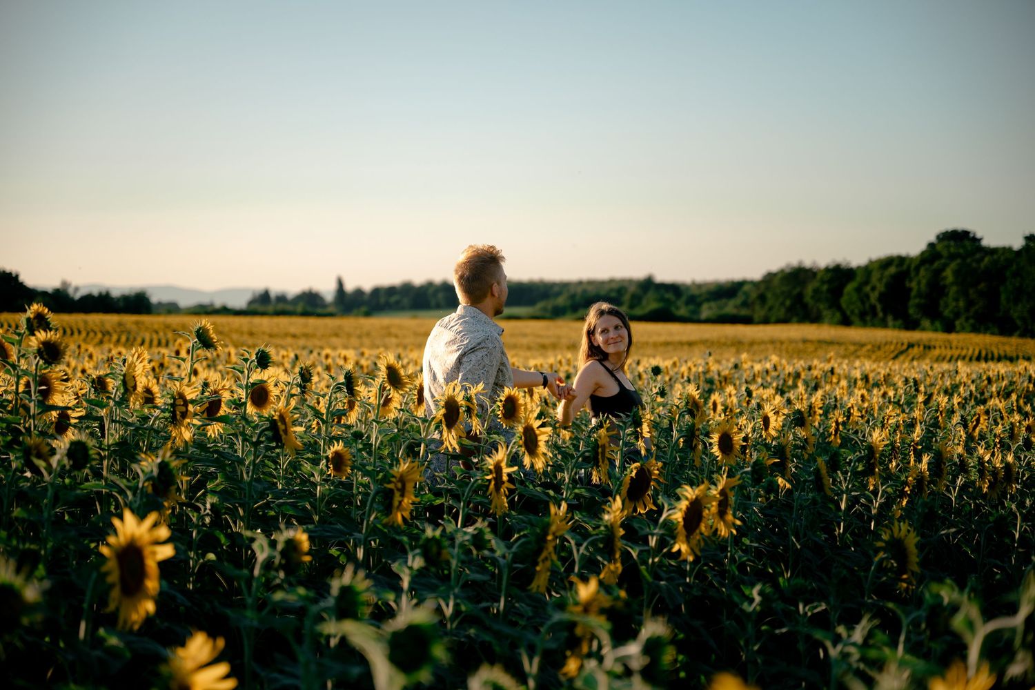 Couple walking and laughing together through a vast sunflower field under a clear summer sky.
