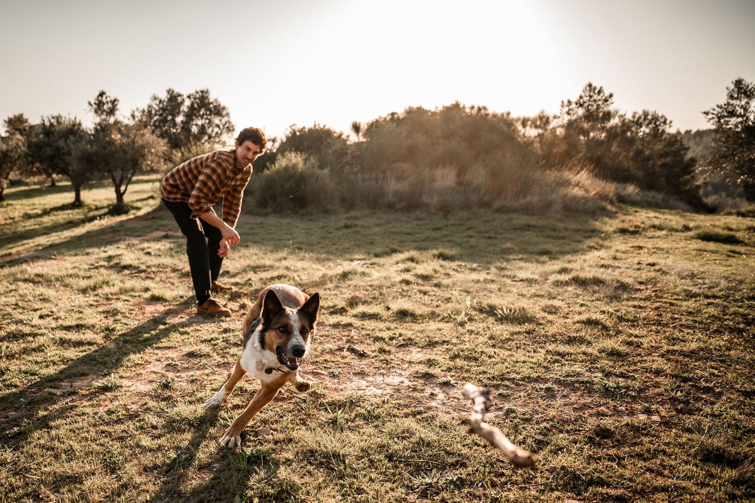 Man in plaid shirt playing with energetic dog in sunlit outdoor field at golden hour.