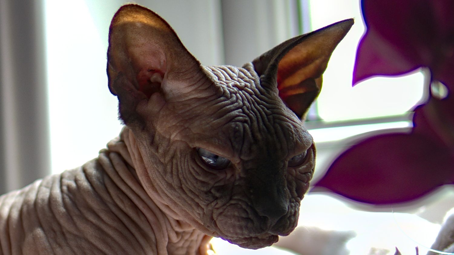 A hairless Sphynx cat with wrinkled skin and large ears sits near a purple plant indoors.