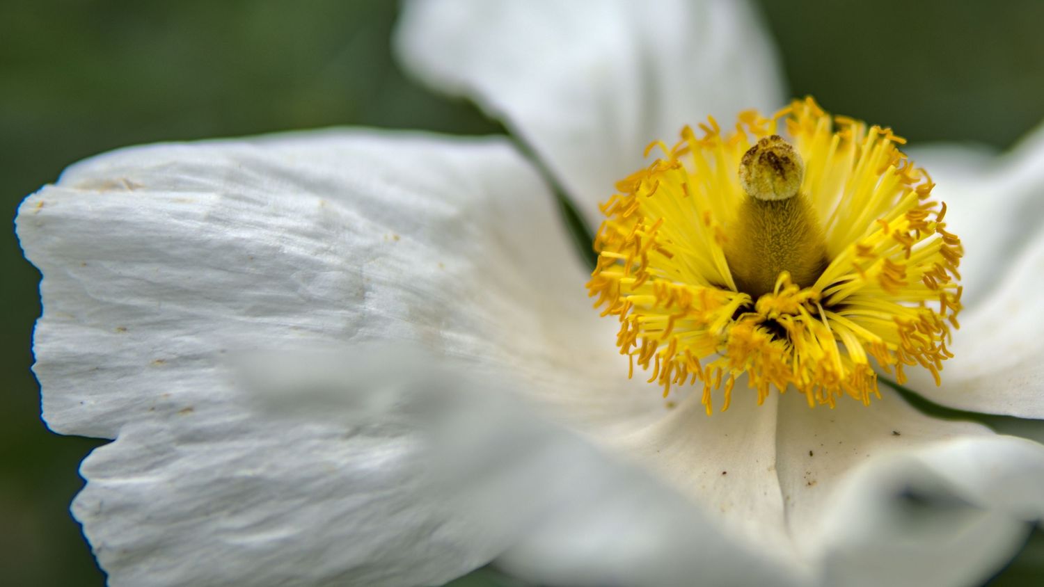 Macro close-up of a white flower with vibrant yellow stamen and delicate petals.