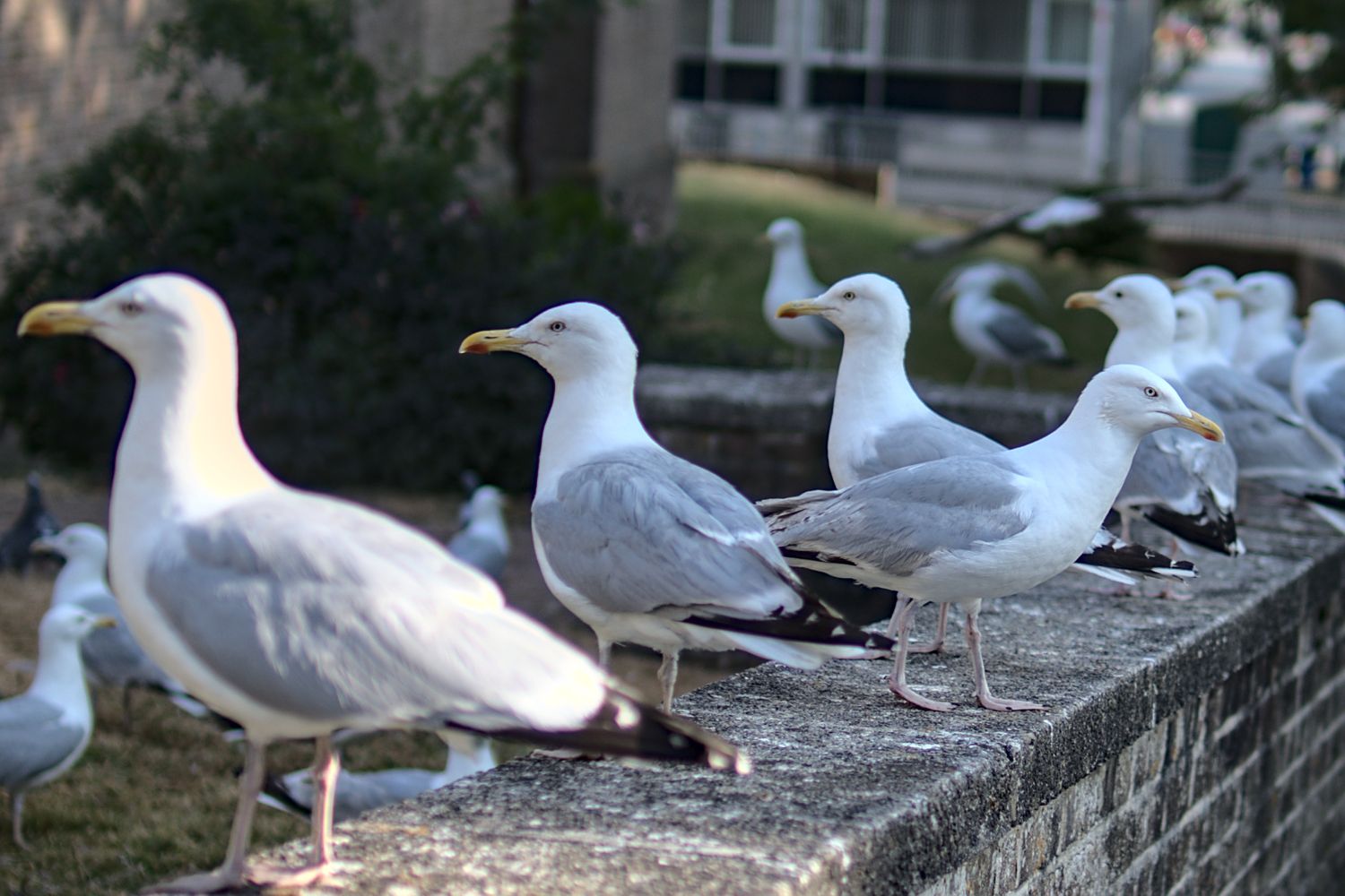 Several herring gulls standing on a stone wall with a building visible in the background.