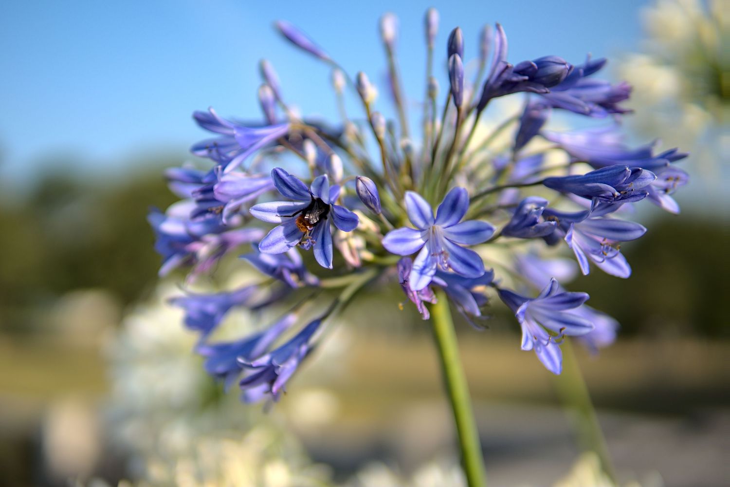 Close-up of purple agapanthus flowers with a bee on a sunny day against a blue sky.